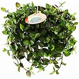 1x Flumi Ampel - Tradescantia