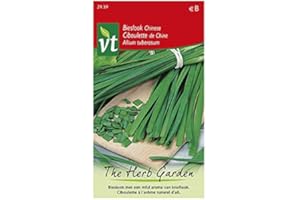 ARBORIX, PLUS VERT - MOINS CHER Ciboulette de Chine - Se caractérise par son goût caractéristique de l'ail