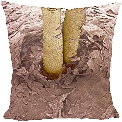 Media Storehouse 12x12 Cushion of Coloured SEM of human hairs in the skin (1116653)