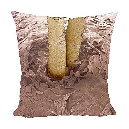 Media Storehouse 12x12 Cushion of Coloured SEM of human hairs in the skin (1116653)