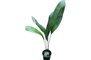 GARDEN MARKET PLACE Cast Iron Plant - Aspidistra elatior - Small Indoor Office House Plant - Approx 60cm Tall