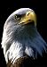 Produktbild Postereck - 0200 - Weißkopfseeadler - Poster 29.7 cm x 42.0 cm DIN A3