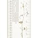Talltape ('Tree') - Portable, Roll-up Height Chart Plus 1 Sharpie Mini Marker Pen To Measure Children From Birth To Adulthood - Choice of 8 Designs