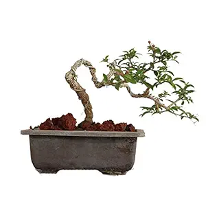 Green Paradise Bonsai Japanese Cherry Blossom Bonsai Tree Malpighia punicifolia, Dwarf Barbados Cherry bonsai live tree