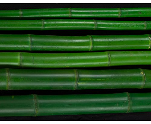 Bambusstange grün gefärbt Durch. 4,8 bis 6,5cm 200cm, Moso – Bambusrohre, Rohre aus Bambus, Bambus Rohre Bambusrohr –> großes Sortiment an Sichtschutz, Bambus, Schilf und Naturprodukte für Garten - 2