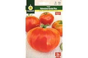 M MASCARELL SEMILLAS DESDE 1920 Mascarell Semillas, TOMATE, Semillas Huerto, TOMATE VALENCIANO GORDAL PLUS, Crea tu Propio Huerto Urbano y Cultivo en Casa, Plantas Hortícolas. 0,1 Gramos