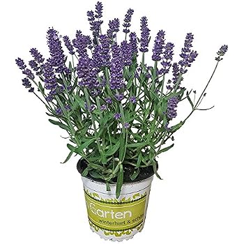 Lavendel - Lavendel-Pflanze im großen Topf in 1A ...