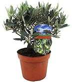 thuja occidentalis hecke Thuja 