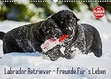 Labrador Retriever - Freunde für´s Leben (Wandkalender 2020 DIN A3 quer) by 