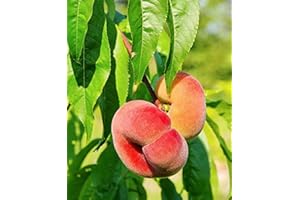 BAKKER Pesca Saturnina Donut -cad.-Arbusti