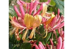 DIRECTPLANTS Lonicera Heckrottii Goldflame Honeysuckle Climbing Plant 3-4ft in a 3 Litre Pot