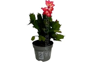 GENÉRICO Planta natural Schlumbergera, cactus de Navidad, santa teresita. "Decora tu hogar con una hermosa Schlumbergera, cactus de Navidad. Colores vibrantes, fácil cuidado."