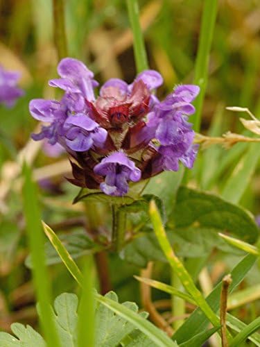 100% Wildflower Seed Chalk, Limestone, calcareous soils 45 Grams. MeadowMania Native UK Seed, Covers up to 30 Square metres