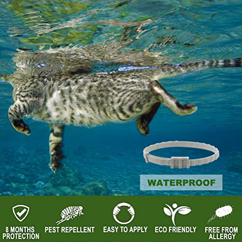 SCENEREAL-Collier-Anti-puces-et-tiques-pour-Chat-8-Mois-de-Protection-rglable-pour-Chatons-Chiots-et-Petits-Animaux-domestiques