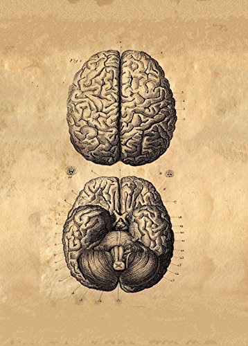 World of Art Affiche Vintage Anatomie du Cerveau Humain C1776 par Albrecht Von Haller, 250 g/m², Carton Brillant, Format A3