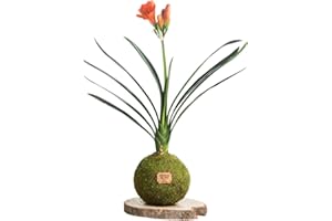 Kokedamas Lucciana Clivia Naturelle - Kokedama Intérieur | Boule de Mousse Vivante | Plante Naturelle | Plante Intérieure ou Extérieure | Décoration Maison | Entretien Facile