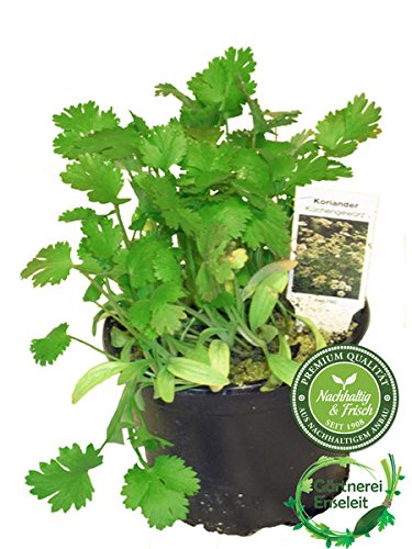 Koriander Coriandrum sativum, frische Kräuter Pflanze