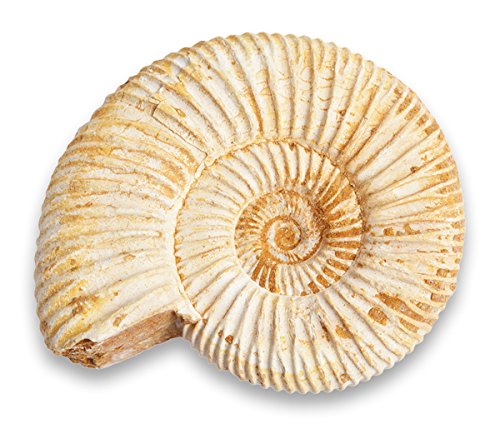 Preisvergleich Produktbild Kleines Ammonit-Fossil