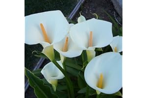 PERZOE 100 piezas de semillas de lirio de cala Zantedeschia, decoración de flores de jardín de plantación en maceta de bonsái Blanco Semillas de lirio de cala