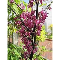 Cercis siliquastrum Bodnant - Judasbaum - Liebesbaum - Herzbaum