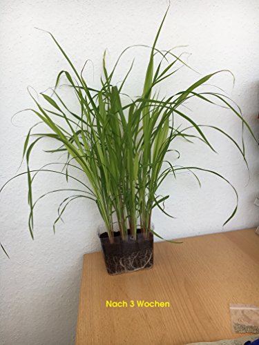 Lila Pampasgras / Ziergras (Cortaderia selloana) ca. 50 Samen - 4