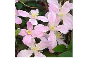 GIFTAPLANT CLEMATIS VERA-Ideal Plant & Flower Gifts for Birthday's, Personalised Plant & Flower Gifts Mum,Mom,Women,Grandma,Granny,Gran,Her