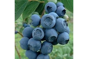 Myrtille Précoce Patriot 1L - 