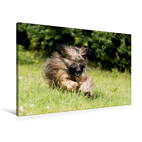 Premium Textil-Leinwand 90 cm x 60 cm quer, Briard-Mädel in Action | Wandbild, Bild auf Keilrahmen, Fertigbild auf echter Leinwand, Leinwanddruck (CALVENDO Tiere)