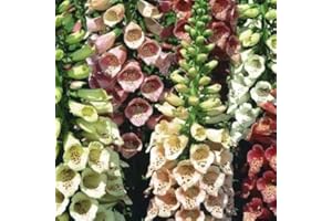 PREMIER SEEDS DIRECT - DIGITALIS - FOXGLOVE - FOXY - MIXED COLORS - 1 GRAM ~ 12,000 SEEDS