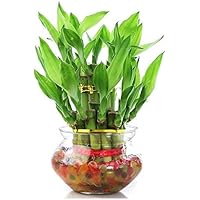 Zaavic Two Layer Lucky Bamboo plant with Big Round Glass Pot and Colored Jelly Balls(Green)