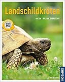 Image de Landschildkröten: halten, pflegen, verstehen (Mein Tier)