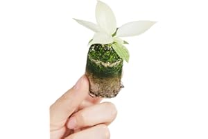 PLNTS - Parent Monkey Mask - 999095