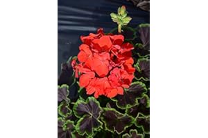 WHIN HILL NURSERIES 9X Dark leaved Geranium Plants. Bright RED Coloured Flowers. NOT Plug Plants Garden Ready