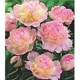Pfingstrose Raspberry Sundae Paeonia Lactiflora"1 Wurzelstück mit Augen" Rarität