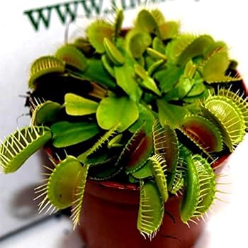 Prato Giardino E Giardinaggio Multifarious Nepenthes Pianta Carnivora Bonsai Dionaea Muscipula Gigante Della Clip Venere Acchiappamosche Pianta Seedsfor Giardino 100 Pc Lotto 3