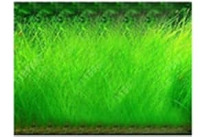 LAMPHLE 100 Unids Acuario Agua Hierba Semillas Pecera Hidrófila Planta Paisaje Decoración Flor Fruta Árbol Vegetal Semillas Grandes semillas peludas 100pcs