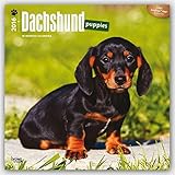 Dachshund Puppies 2016 - Dackel Welpen - 18-Monatskalender mit freier DogDays-App: Original BrownTrout-Kalender [Mehrsprachig] [Kalender] (Wall-Kalender) by 