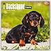 Dachshund Puppies 2016 - Dackel Welpen - 18-Monatskalender mit freier DogDays-App: Original BrownTrout-Kalender [Mehrsprachig] [Kalender] (Wall-Kalender) by 