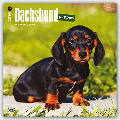 Dachshund Puppies 2016 - Dackel Welpen - 18-Monatskalender mit freier DogDays-App: Original BrownTrout-Kalender [Mehrsprachig] [Kalender] (Wall-Kalender)
