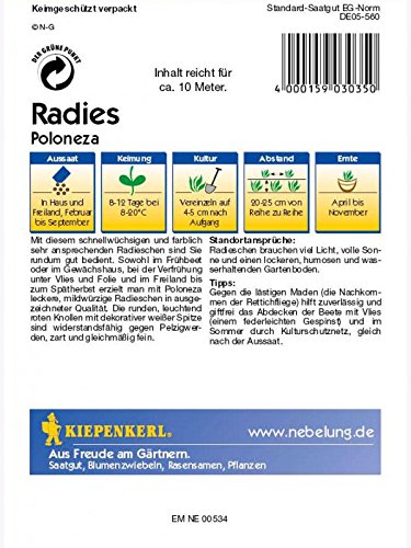 Radies Poloneza rot mit weisser Spitze - 2
