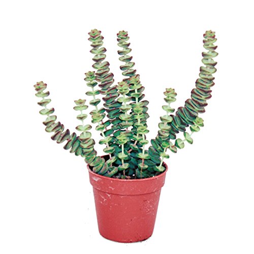 Sukkulente – Crassula Hottentot – Felsen-Dickblatt – im 8,5cm Topf - 2