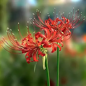 FernsFly IMP. Lycoris lily / Red spider lily / Red magic lily Attractive Flower Bulbs Home Outdoor Flowering Gardening Bulbs Blooming planting (Pack of 1 Red Spider Lily)
