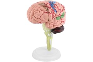 WALFRONT 1 Unidad de Modelo de Cerebro Anatómico Humano, Modelo de Sección Transversal de Cerebro Médico de Plástico para Enseñanza