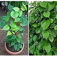 Guruji Plantation Live Paan Betel Leaf Piper Betle Pan Vine Tropical Herbal Medicinal Indoor Plant (Pack of 1)
