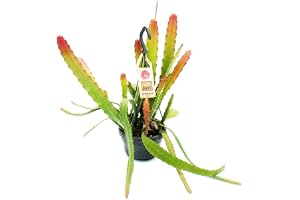 Epiphyllum anguliger Red Tip svärd-kaktus krokodilsvans 14 cm trafikljus