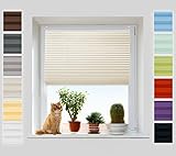 Cosimo kann alle Herausforderung annehmen. Cosimos natürliche Umwelt sind: das Badezimmer, das Büro, das Wartezimmer und selbst der Wintergarten.