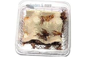 FEEDERS & MORE 1 Dose mittlere Steppengrillen, Zweifleckgrillen, Futterinsekten Futtertiere