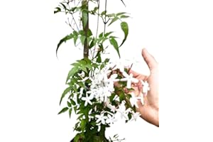 DECOALIVE Jasminum Polyanthum Planta de Exterior Ideal para Crear un Oasis Aromático