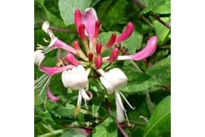 CLEMATISONLINE Wald Geißblatt/Wald-Geissschlinge Lonicera Belgica - Rot, Mehrjährig & Winterhart | 1,5 Liter Topf