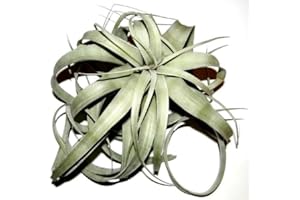 MÜHLAN'S TILLANDSIENSHOP 1 Tillandsia xerographica, Tillandsien für Terrarien, Aufsitzerpflanzen